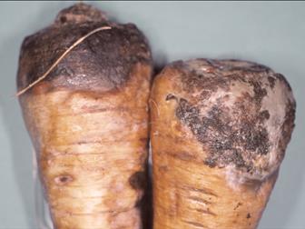 Laboratoire d'expertise et de diagnostic en phytoprotection - MAPAQ