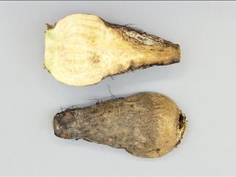 Laboratoire d'expertise et de diagnostic en phytoprotection - MAPAQ