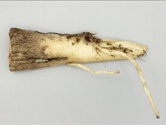 Laboratoire d'expertise et de diagnostic en phytoprotection - MAPAQ