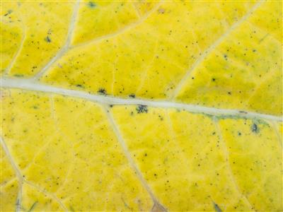 Laboratoire d'expertise et de diagnostic en phytoprotection - MAPAQ