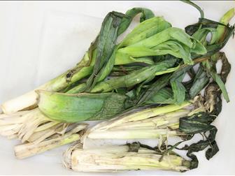 Laboratoire d'expertise et de diagnostic en phytoprotection - MAPAQ