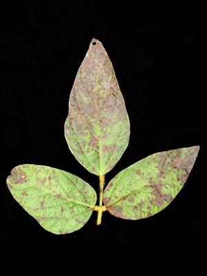 Laboratoire d'expertise et de diagnostic en phytoprotection - MAPAQ
