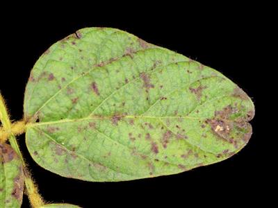 Laboratoire d'expertise et de diagnostic en phytoprotection - MAPAQ