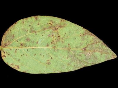 Laboratoire d'expertise et de diagnostic en phytoprotection - MAPAQ