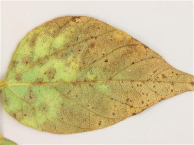 Laboratoire d'expertise et de diagnostic en phytoprotection - MAPAQ