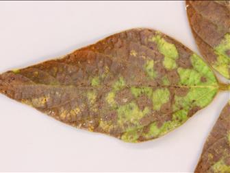 Laboratoire d'expertise et de diagnostic en phytoprotection - MAPAQ