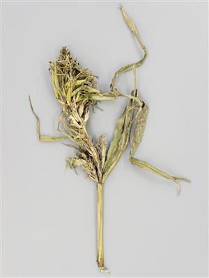 Laboratoire d'expertise et de diagnostic en phytoprotection - MAPAQ
