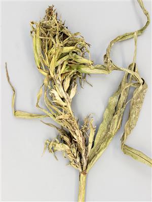 Laboratoire d'expertise et de diagnostic en phytoprotection - MAPAQ