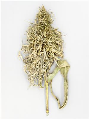 Laboratoire d'expertise et de diagnostic en phytoprotection - MAPAQ