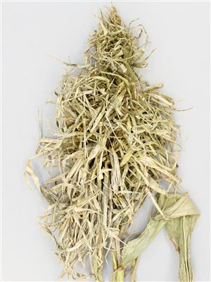 Laboratoire d'expertise et de diagnostic en phytoprotection - MAPAQ