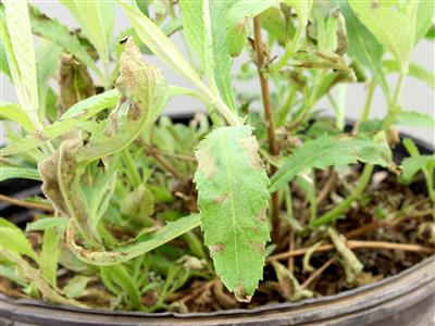 Laboratoire d'expertise et de diagnostic en phytoprotection - MAPAQ
