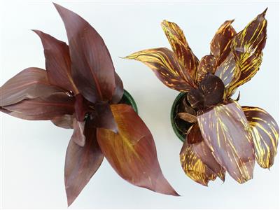 Laboratoire d'expertise et de diagnostic en phytoprotection - MAPAQ