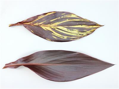Laboratoire d'expertise et de diagnostic en phytoprotection - MAPAQ