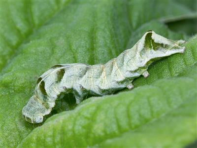 Laboratoire d'expertise et de diagnostic en phytoprotection - MAPAQ