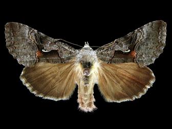 Laboratoire d'expertise et de diagnostic en phytoprotection - MAPAQ