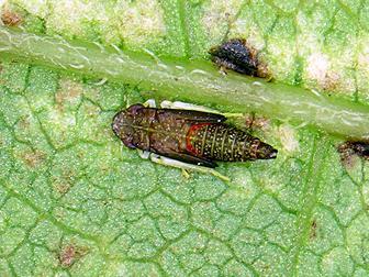 Laboratoire d'expertise et de diagnostic en phytoprotection - MAPAQ