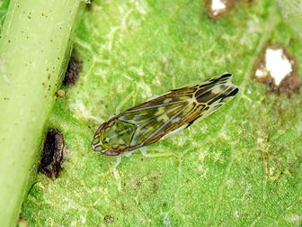 Laboratoire d'expertise et de diagnostic en phytoprotection - MAPAQ