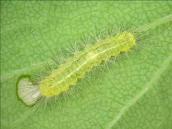 Laboratoire d'expertise et de diagnostic en phytoprotection - MAPAQ