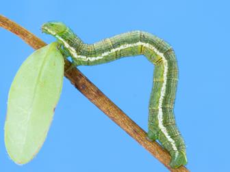 Laboratoire d'expertise et de diagnostic en phytoprotection - MAPAQ