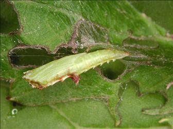 Laboratoire d'expertise et de diagnostic en phytoprotection - MAPAQ