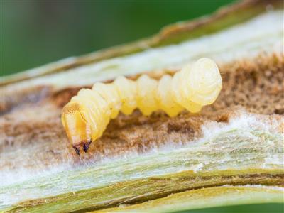 Laboratoire d'expertise et de diagnostic en phytoprotection - MAPAQ