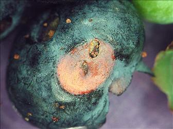 Laboratoire d'expertise et de diagnostic en phytoprotection - MAPAQ