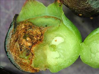 Laboratoire d'expertise et de diagnostic en phytoprotection - MAPAQ