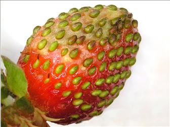 Laboratoire d'expertise et de diagnostic en phytoprotection - MAPAQ