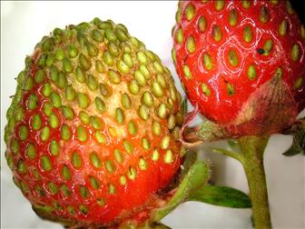 Laboratoire d'expertise et de diagnostic en phytoprotection - MAPAQ