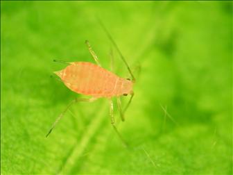 Laboratoire d'expertise et de diagnostic en phytoprotection - MAPAQ