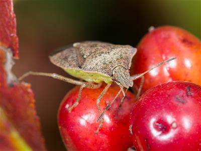 Laboratoire d'expertise et de diagnostic en phytoprotection - MAPAQ