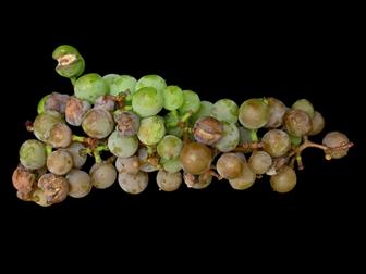 Laboratoire d'expertise et de diagnostic en phytoprotection - MAPAQ