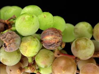 Laboratoire d'expertise et de diagnostic en phytoprotection - MAPAQ