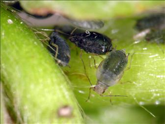 Laboratoire d'expertise et de diagnostic en phytoprotection - MAPAQ