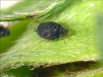 Laboratoire d'expertise et de diagnostic en phytoprotection - MAPAQ