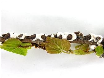 Laboratoire d'expertise et de diagnostic en phytoprotection - MAPAQ