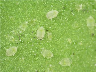 Laboratoire d'expertise et de diagnostic en phytoprotection - MAPAQ