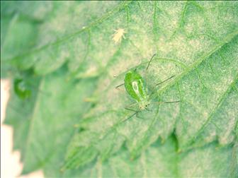 Laboratoire d'expertise et de diagnostic en phytoprotection - MAPAQ