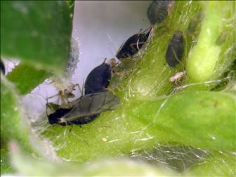 Laboratoire d'expertise et de diagnostic en phytoprotection - MAPAQ