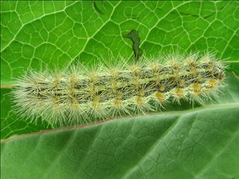 Laboratoire d'expertise et de diagnostic en phytoprotection - MAPAQ