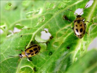 Laboratoire d'expertise et de diagnostic en phytoprotection - MAPAQ