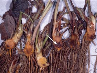 Laboratoire d'expertise et de diagnostic en phytoprotection - MAPAQ