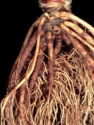 Laboratoire d'expertise et de diagnostic en phytoprotection - MAPAQ