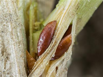 Laboratoire d'expertise et de diagnostic en phytoprotection - MAPAQ