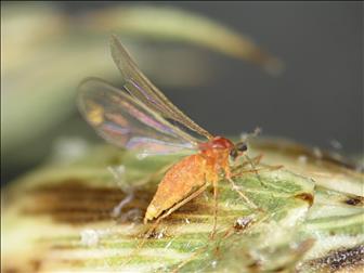 Laboratoire d'expertise et de diagnostic en phytoprotection - MAPAQ