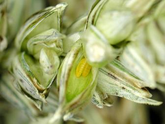 Laboratoire d'expertise et de diagnostic en phytoprotection - MAPAQ