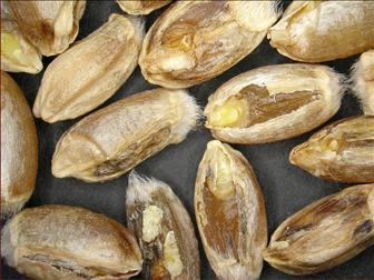 Laboratoire d'expertise et de diagnostic en phytoprotection - MAPAQ