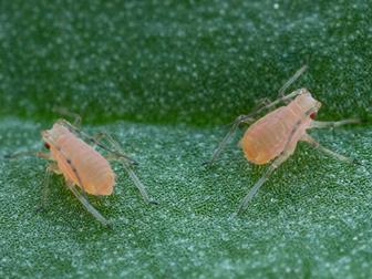 Laboratoire d'expertise et de diagnostic en phytoprotection - MAPAQ