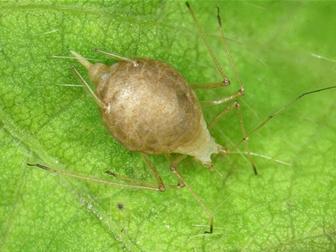 Laboratoire d'expertise et de diagnostic en phytoprotection - MAPAQ