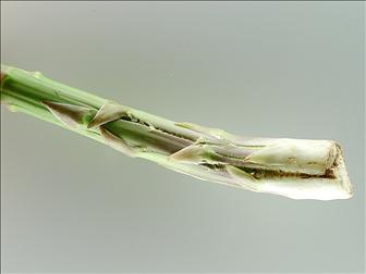 Laboratoire d'expertise et de diagnostic en phytoprotection - MAPAQ